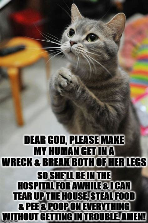 Praying Cat Meme