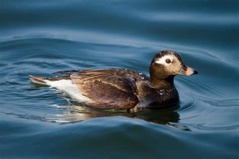 Female Long Tailed Duck | Long Tailed Duck at Hogganfield Lo… | Flickr