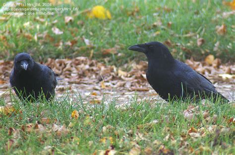 Bird Watching: American Crow behavior question, 1 by Mrs_Ed