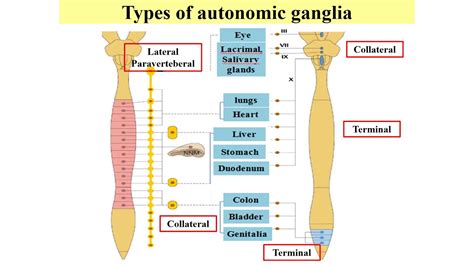 Med Neui112 Autonomic Ganglia 1 - YouTube