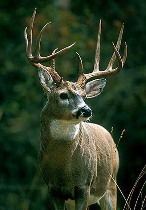 Incredible Pictures Of Giant Whitetail Deer Ideas – bestanimalart.com