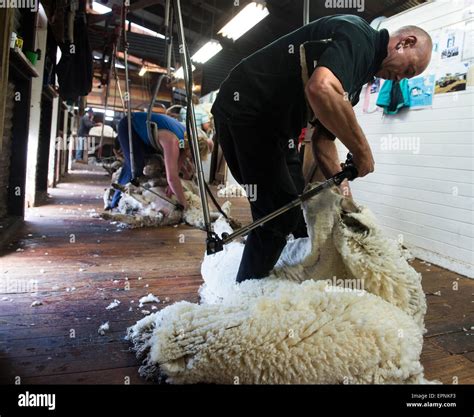 Shearing Merino sheep Victoria Australia Stock Photo - Alamy