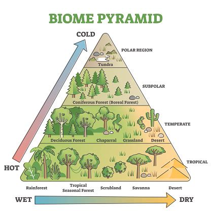 Biome Pyramide Als Ökologisches Wetter Oder Klimaklassifikationsumrissdiagramm Stock Vektor Art ...