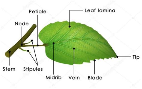 Root, Stem and Leaf - Class 6, Getting to know Plants