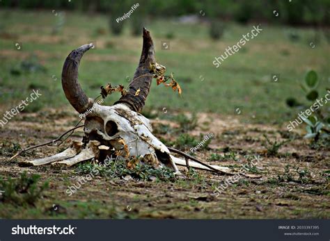 30,144 Dead Animals Forest Images, Stock Photos & Vectors | Shutterstock