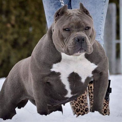 Bully Xl For Stud| Mixed Breed for Stud Near Me in Nottinghamshire| Mypetzilla UK