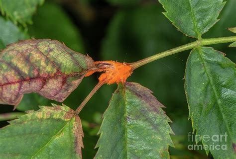 Rose Rust Photograph by Bob Gibbons/science Photo Library - Fine Art America