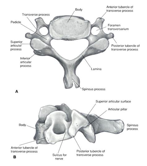 Je suis 'alia aqilah, et vous? =): Cervical Vertebrae =)