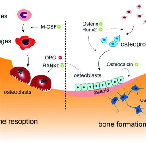 Overview on bone metabolism. Bone formation and bone resorption is ...