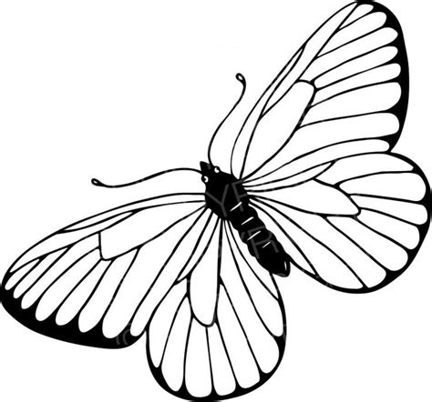 Black & White Line Drawing of a Butterfly Prawny Insect Clip Art | Black and white drawing ...