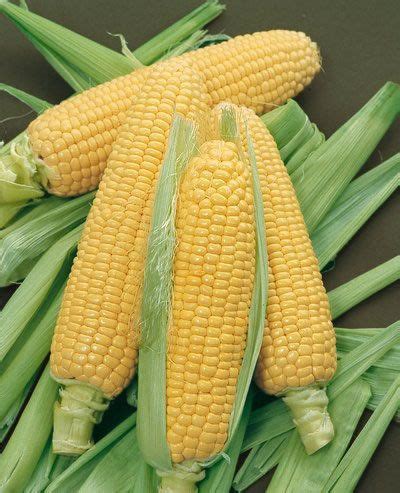 taino | Tumblr | Corn, Sweet corn