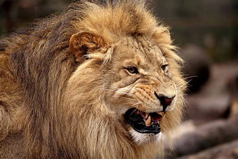 170+ Scary Lion Roar Stock Photos, Pictures & Royalty-Free Images - iStock