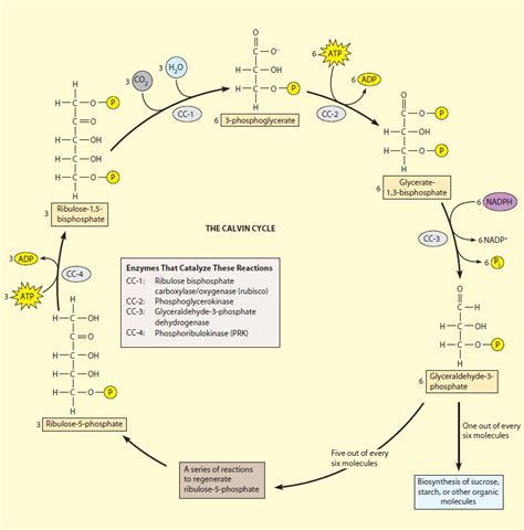 The Calvin Benson cycle