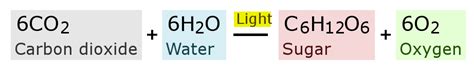 Why is photosynthesis important for plants? | Socratic