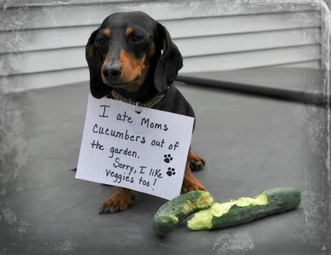 One reason to have raised beds for your garden... | Funny dachshund, Dog shaming, Dachshund dog