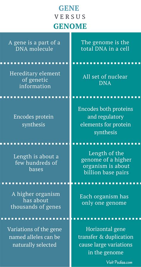 Difference Between Gene and Genome | Definition, Structure, Function, Comparison