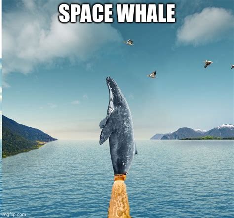 Whale in space - Imgflip