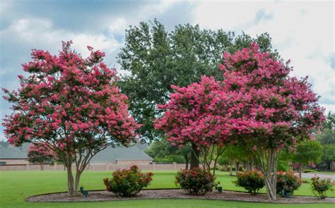 Lee Ann Torrans Gardening | Landscaping Design with Crape Myrtles | http://leeanntorrans.com ...