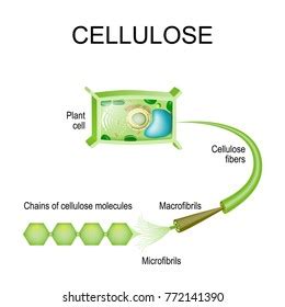 5 張 Cellulose fibrils 圖片、庫存照片和向量圖 | Shutterstock