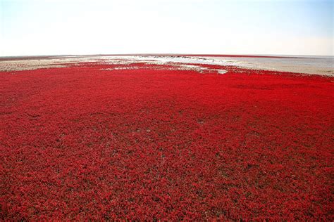 Red Beach In China Attracts Tourists Every Autumn To See It's Stunning Red Colors