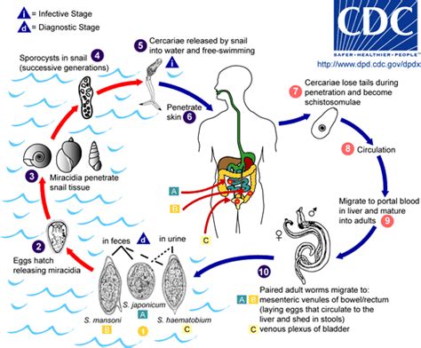 Life is so simple,don't try to make it complicated!: DENGUE