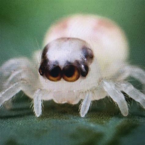 The Patu Digua Spider: A Tiny Marvel of the Arachnid World | WorldWeet