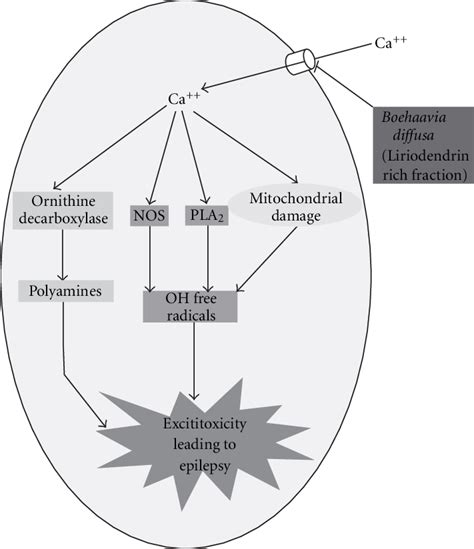 Schematic representation of anti-convulsant mechanism of B. diffusa ...