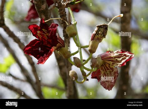 Flowers sausage tree kigelia africana hi-res stock photography and images - Alamy