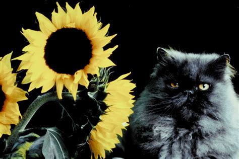 Are Sunflowers Poisonous to Cats?