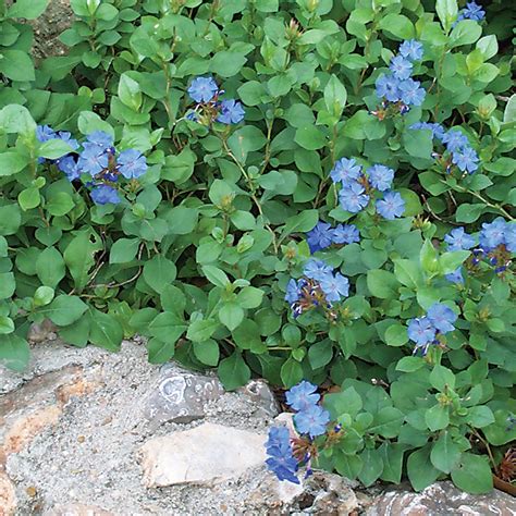 Leadwort Plumbago | AustinTexas.gov