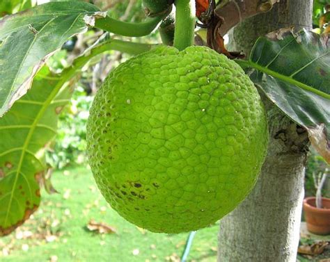 Pana / Panapén | Comida boricua | Pinterest | Vegetables, Logs and Jamaica