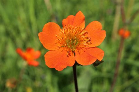 How To Grow Geums (Avens) - These Plants Are A Firm Favourite At RHS Chelsea | Horticulture Magazine