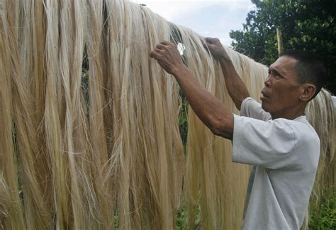 Davao’s abaca industry ‘dying from neglect’