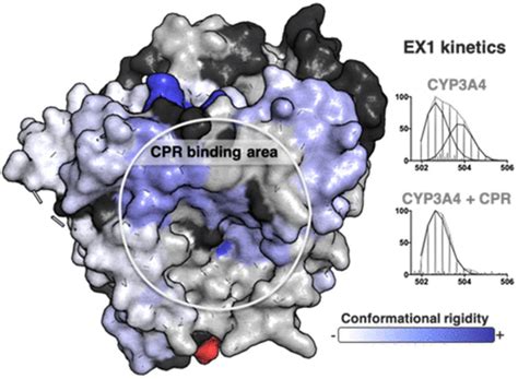 Structural Dynamics of Cytochrome P450 3A4 in the Presence of Substrates and Cytochrome P450 ...