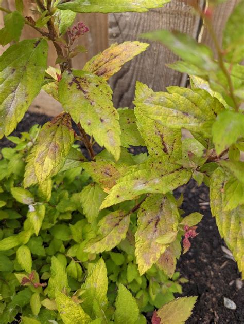 Spirea fungal infection? — BBC Gardeners' World Magazine