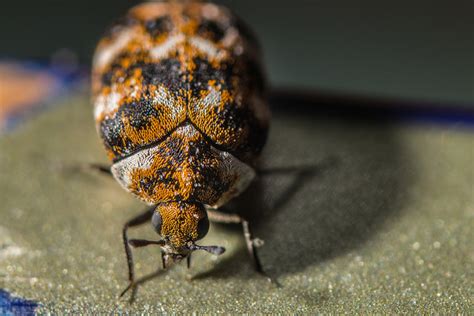 Carpet Beetles | What to Do When You're Infested