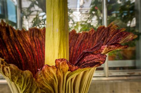 Corpse Flower | Denver Botanic Gardens