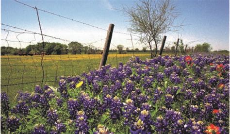 Burnet To Host 33rd Annual Bluebonnet Festival This Weekend