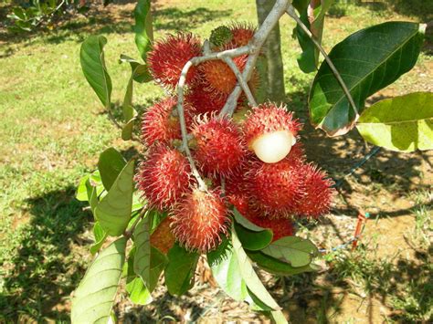 Conkers: The seed of the Rambutan obsession? - AngMohDan