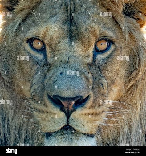 Lion eyes close up hi-res stock photography and images - Alamy