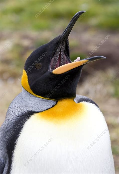 King penguin - Stock Image - Z808/0258 - Science Photo Library