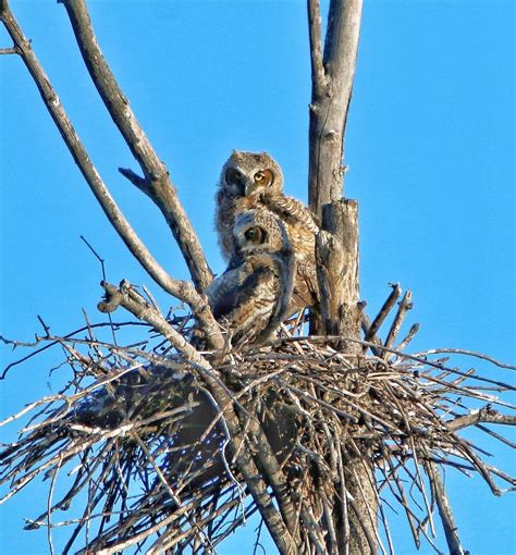 Great Horned Owl nestlings Digital Art by Christin Hanley - Fine Art America