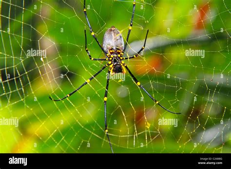 Golden Orb Spider in its web, Australia Stock Photo - Alamy