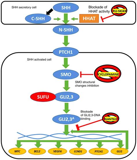 Expression levels of sonic hedgehog pathway genes and their targets are upregulated in early ...