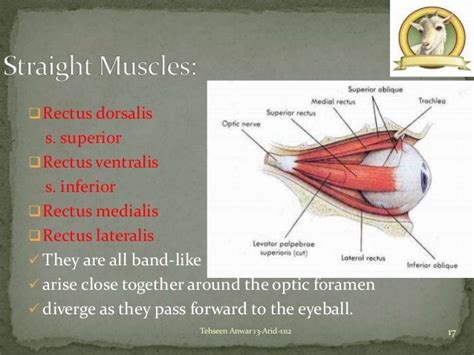 Goat eye anatomy | scienceforyou