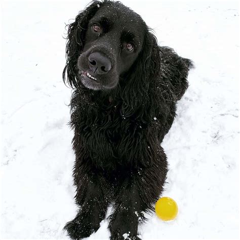 Golden Cocker Retriever: Is the “Forever Puppy” Actually Real? - K9 Web