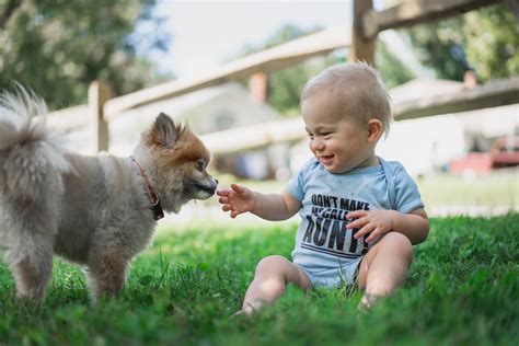 How to Prepare Your Dog for a Baby | Sidewalk Dog