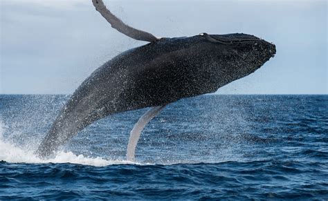 9 Ethical Azores Whale Watching Tours (+ FAQ Answered!)