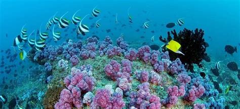 [WeTour] The untouched diving paradise of the Eritrean Red Sea