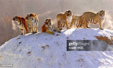 Siberian Tiger Prey Photos and Premium High Res Pictures - Getty Images